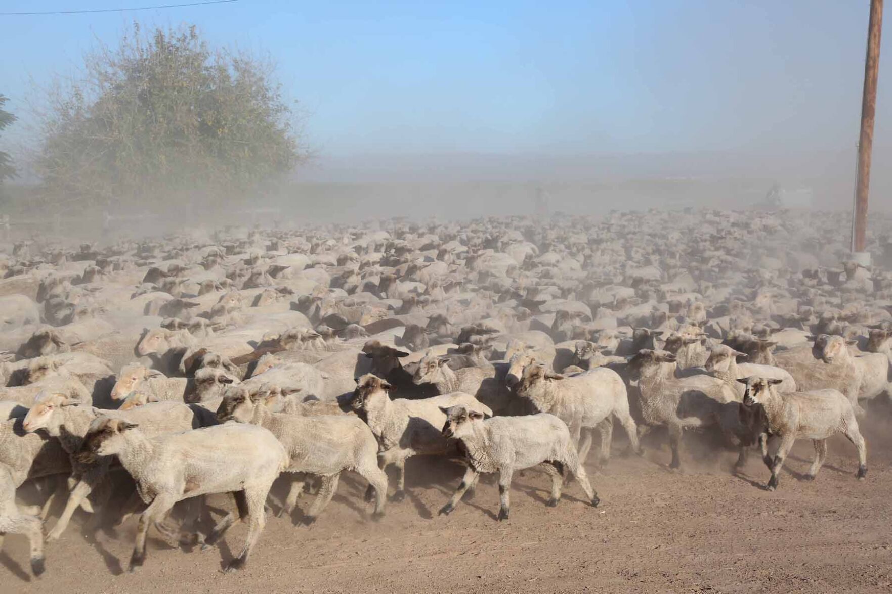 Martin Auza --Sheep Herding